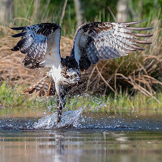 Rothiemurchus - Osprey
